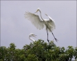 Egret;Nest-Building;Breeding-Plumage;Flight;Great-Egret;Florida;Southeast-USA;Ar